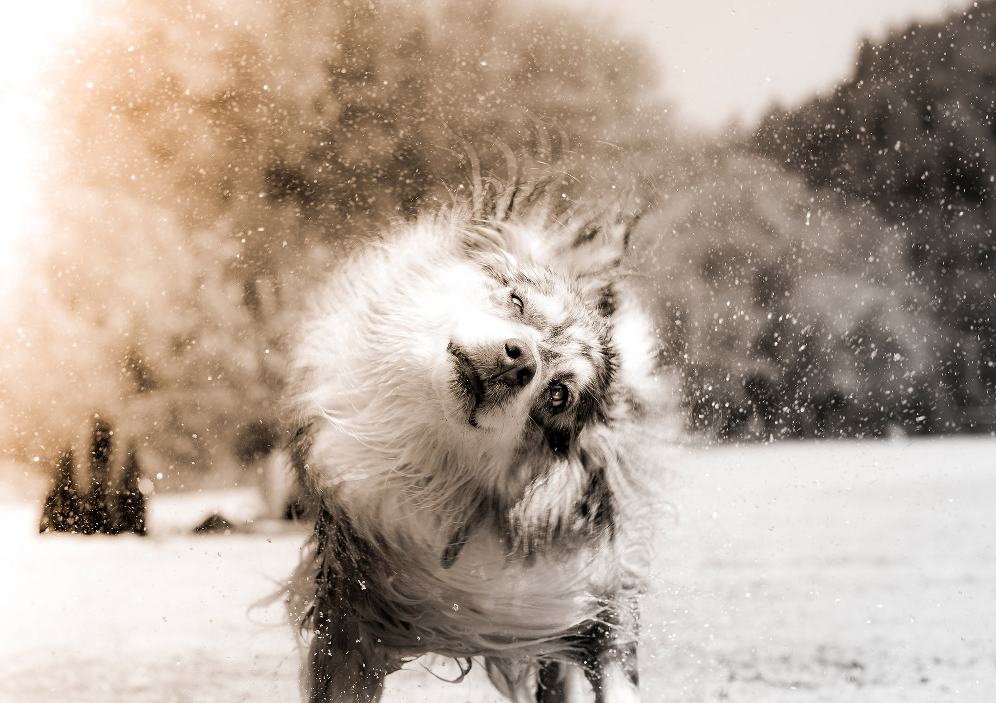 Image impressionnante d'un chien qui se secoue. Attire l'attention.